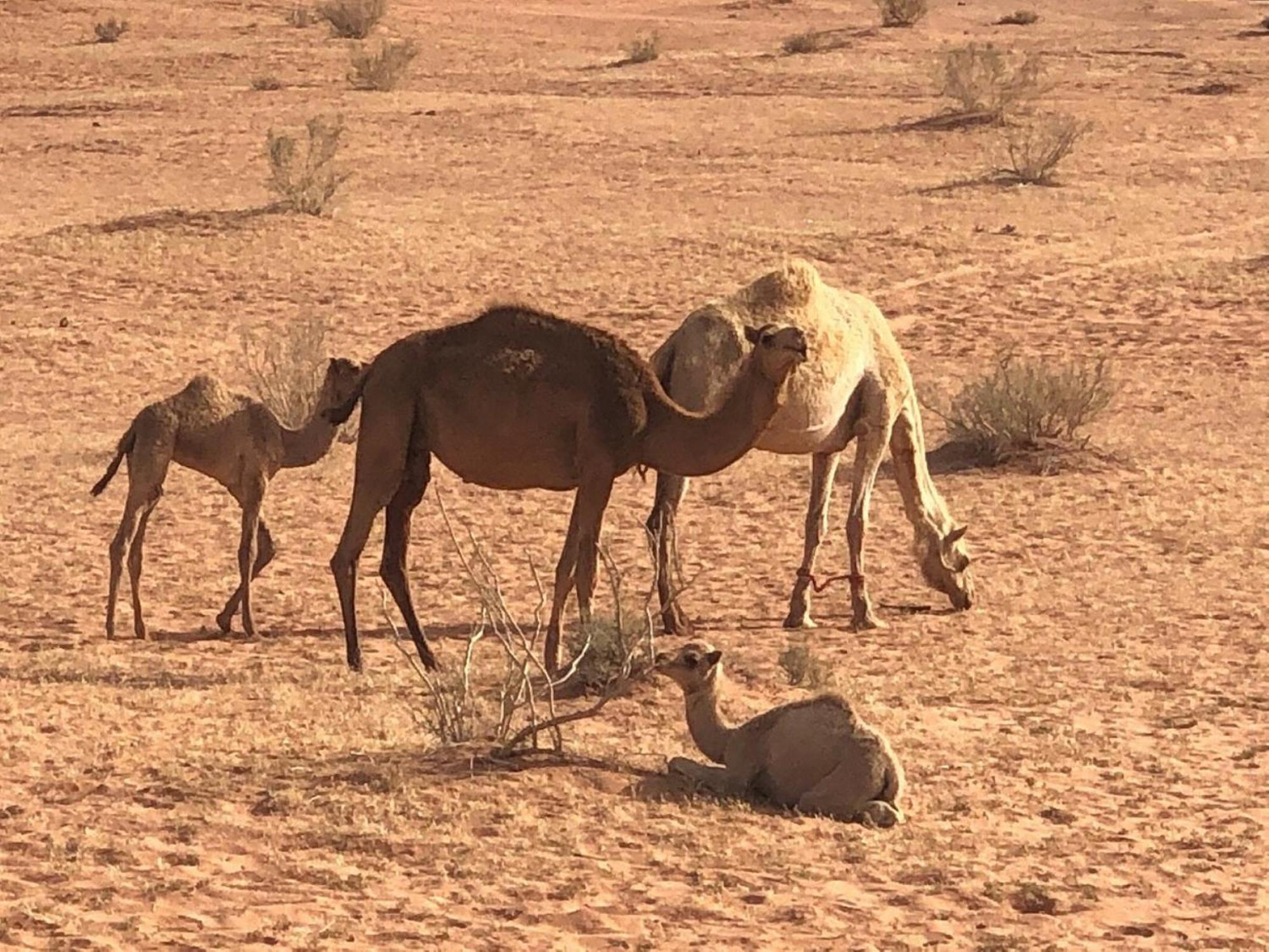 مبيت وإفطار وادي رم Calm Camp المظهر الخارجي الصورة